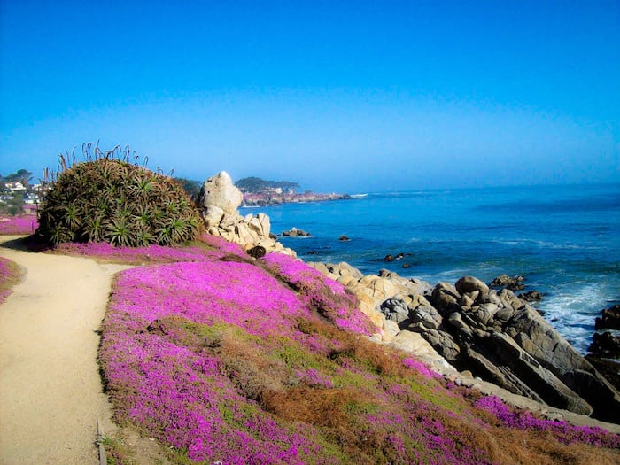 Pink fields on the cliff of a coast